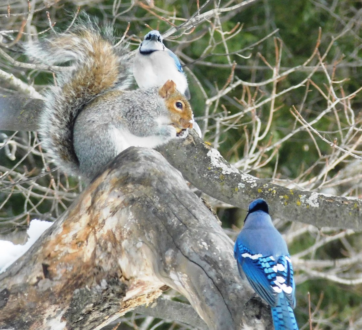 Gray Squirrel