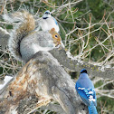 Gray Squirrel