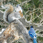 Gray Squirrel