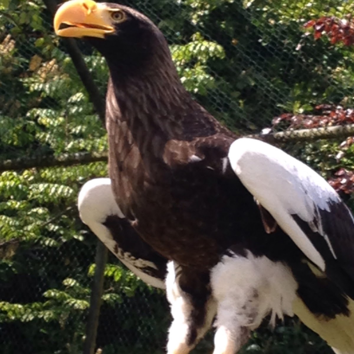 Steller's sea eagle