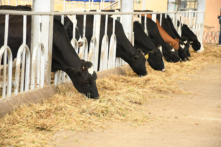 Naiposha dairy farm in Naivasha, Nakuru county.
