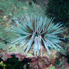 Double spined urchin