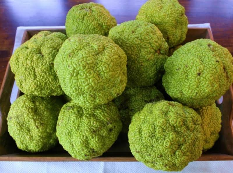 Osage Oranges