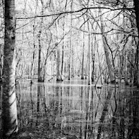 La pineta d'inverno di 