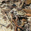 Ghost Tiger Beetle