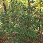 American holly