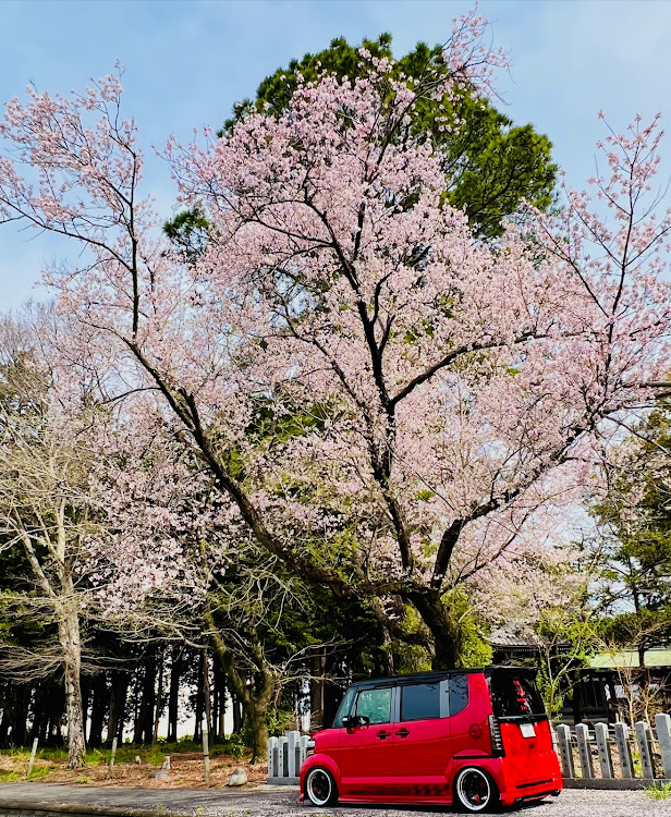 Nボックスカスタムのサクラと愛車・いいね！&コメントありがとうございます！・2023桜・もう無理はしないに関するカスタム事例の投稿画像10枚目