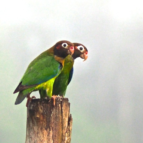 Brown-hooded Parrot