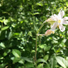 Bladder Campion