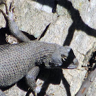 Coast Range Fence Lizard