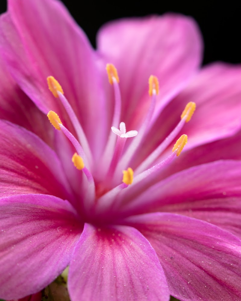 Lewisia cotyledon di fernando rugge