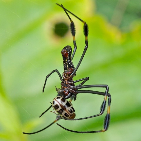 Golden Orb Weaver