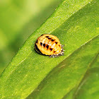 Six-spotted Zigzag Ladybird Pupa