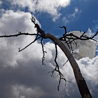 Il silenzio della Luna di 