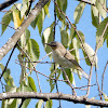 Red-eyed Vireo