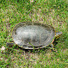 Western Painted Turtle