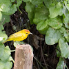 Mangrove warbler