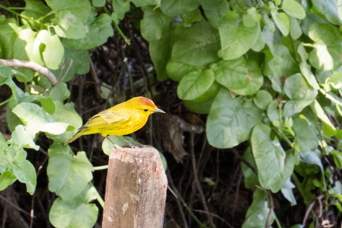 Mangrove warbler