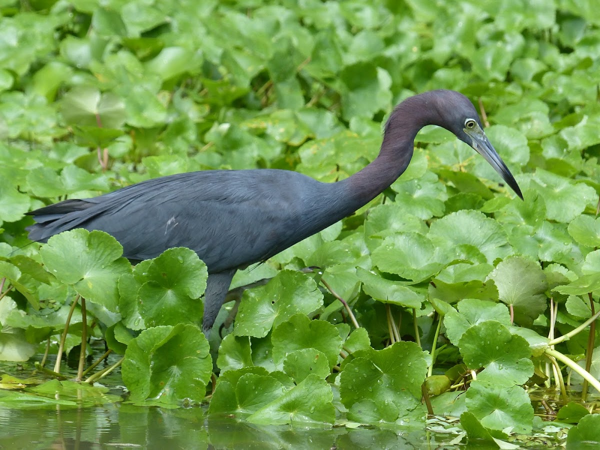 Little Blue Heron