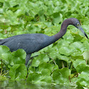 Little Blue Heron