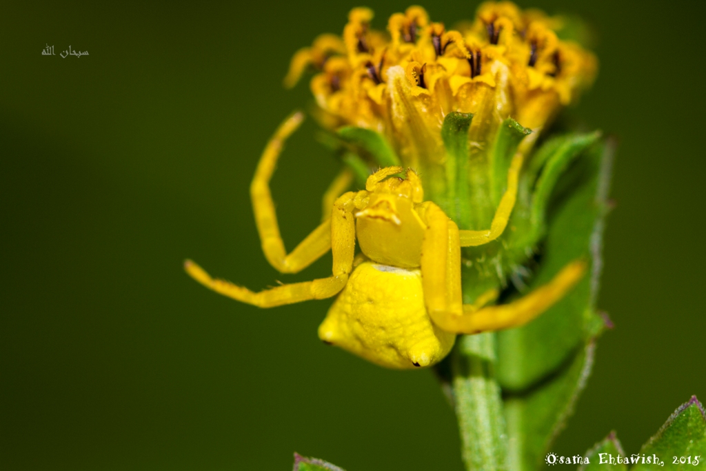 Yellow Crab Spider