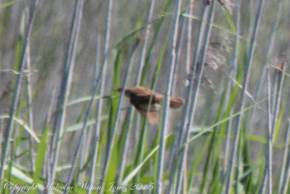 Zitting Cisticola; Buitrón