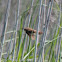 Zitting Cisticola; Buitrón