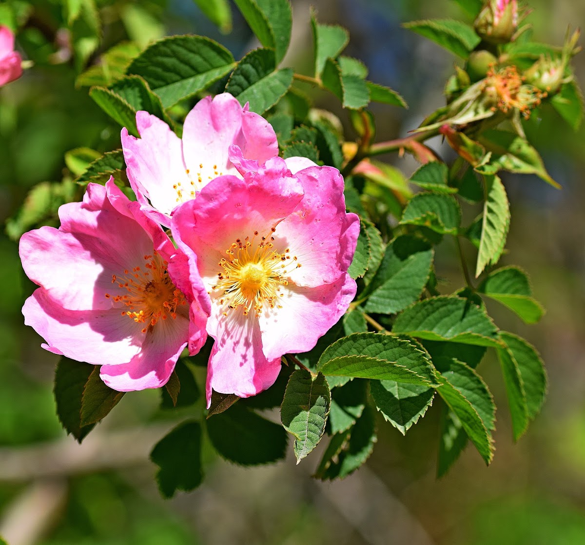 Dog Rose