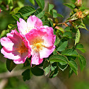 Dog Rose