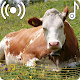 Cow Sounds Ringtone Download on Windows