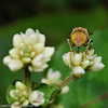 Eristalinus quinquestriatus 黃跗斑眼蚜蠅