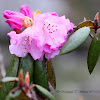 Rhododendron