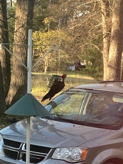 Pileated Woodpecker