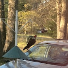 Pileated Woodpecker