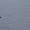 Harbor Seal