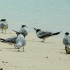 Great Crested Terns