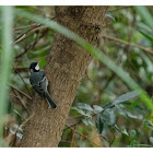 Parus cinereus 蒼背山雀