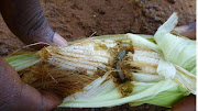 An armyworm inside a mielie. File photo.