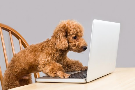 How to download Poodle Dogs Wallpaper 1.0 apk for laptop
