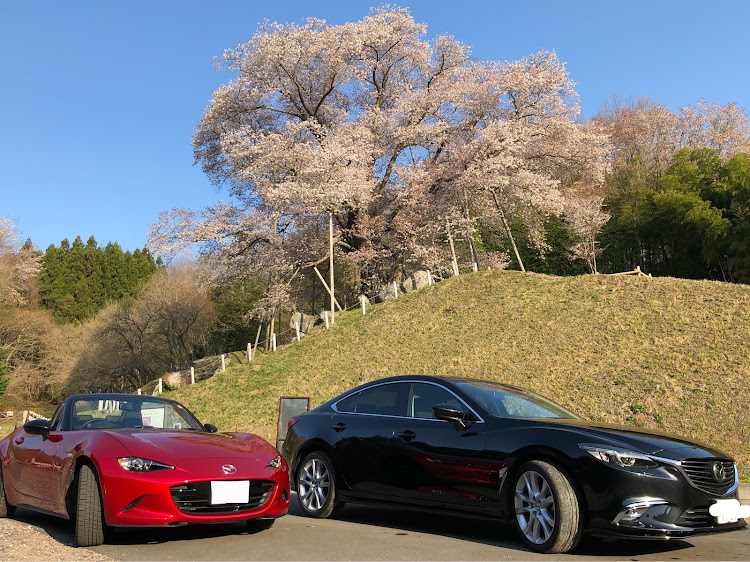 ロードスターの桜とコラボに関するカスタム事例の投稿画像1枚目