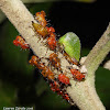 Keeled Treehopper