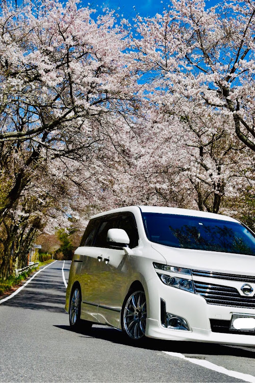 エルグランドの桜トンネル・田舎ドライブに関するカスタム事例の投稿画像1枚目