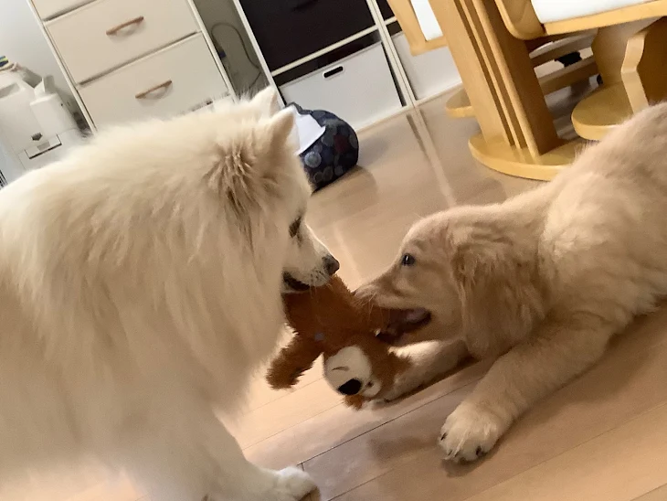 「俺の愛犬自慢！聞いてくれる人っ！そういう人だけ見てください！」のメインビジュアル