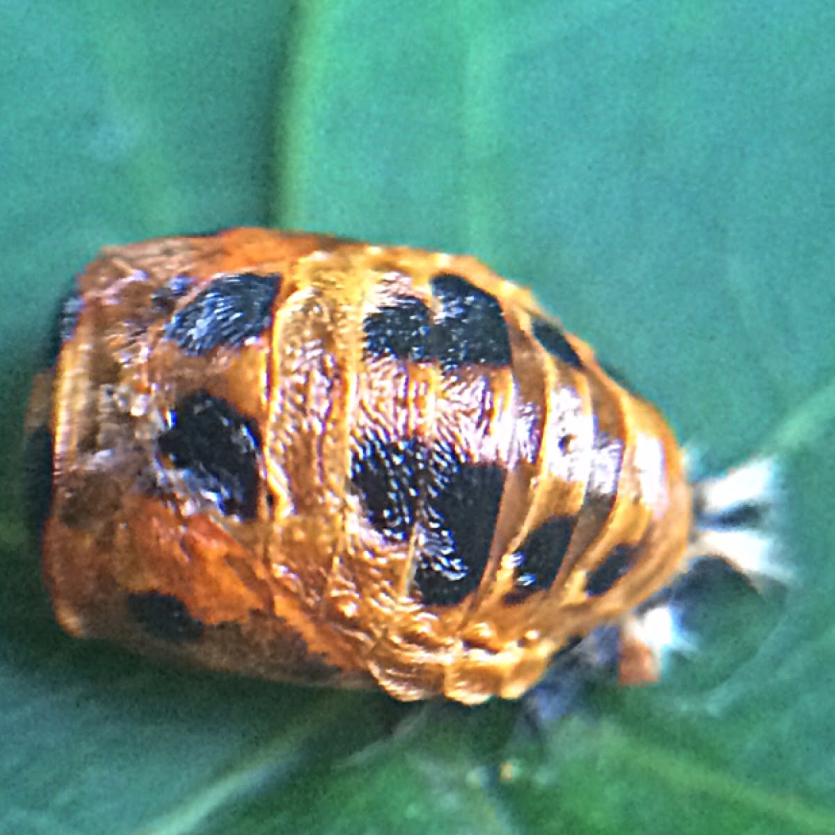 Asiatischer Marienkäfer