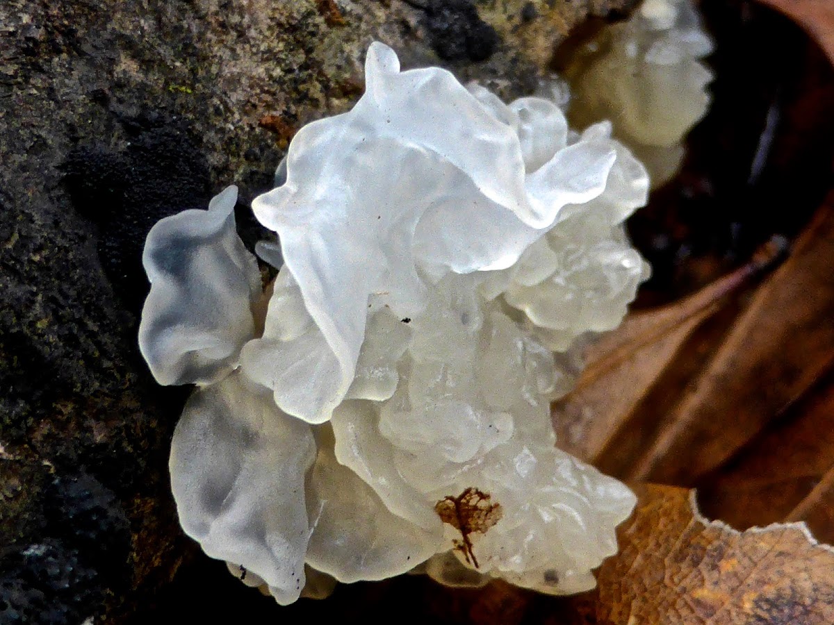 Snow Fungus