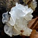 Snow Fungus