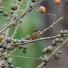 Cinnamon Hummingbird