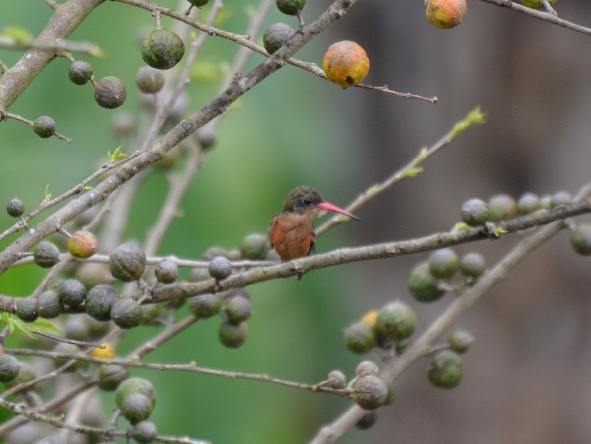 Cinnamon Hummingbird