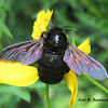 Tropical Carpenter Bee