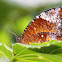 Common Palmfly Female